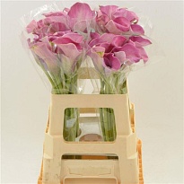 Калла Denver 10шт