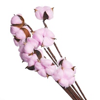 Хлопок сухоцвет, 10шт розовый светлый