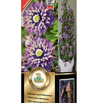 Клематис Тайга крупноцв./Цв.Кор