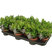 Крассула Овата d12 h15 10шт