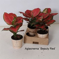 Аглаонема Бьюти Ред d12 h30 4шт