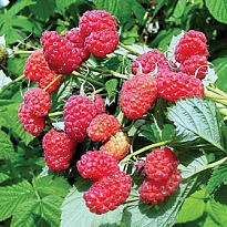 Малина Маросейка/Цв.Кор