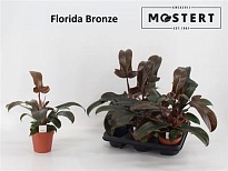 Филодендрон Флорида Бьюти d12 h30 6шт