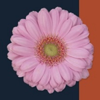 Гербера mini Loveme 30шт (A)