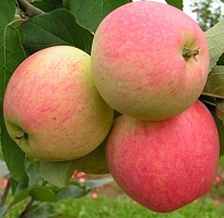 Яблоня Мечта/подвой 54-118 полукарл/С 1шт