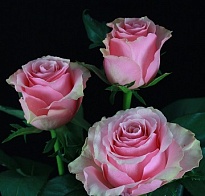 Роза Celeb дл.50 20шт