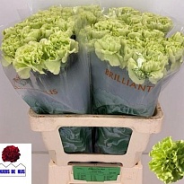 Гвоздика Celtic Green 20шт