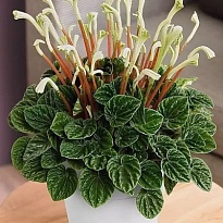 Пеперомия Каперата d6 h15 14шт