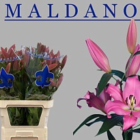 Лилия or. Maldano 3+ 10шт