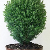 Туя (Thuja) западная Тедди 2л h20-25 1шт