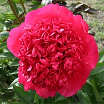 Пион гибридный Комманд Перформанс 2/3 1шт