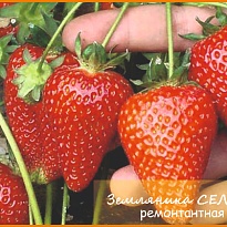 Земляника Сельва ремонтан. d9 (П) 1шт