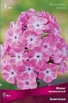 Флокс метельчатый Анастасия 1шт