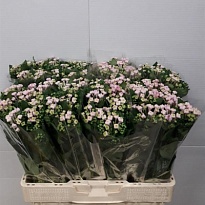 Бовардия Roza 10шт