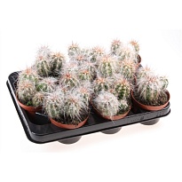 Кактус Ореоцереус d10 h15 9шт