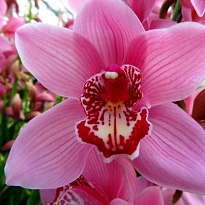 Орхидея Cymbidium Pink Fireglow дл.80 *6 1шт
