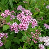 Спирея (Spiraea) японская Литл Принцесс d14 h20-30 1шт