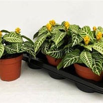 Афеляндра Даника d15 h30 6шт