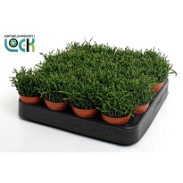 Рипсалис Саликорниоидес d5 h10 20шт