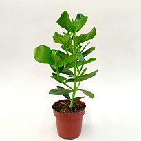 Клузия Принцесса d12 h30 8шт