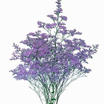 Лимониум Beltlaard 5 шт