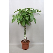 Пахира Твист стем d24 h110 1шт