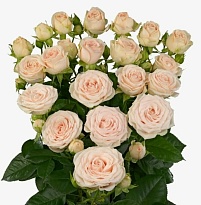 Роза куст. Flora Ola Sofie дл.50 5шт