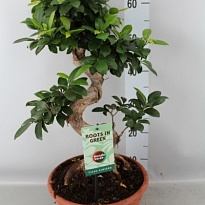 Фикус Микрокарпа Гинсенг S форма d24 h80 1шт