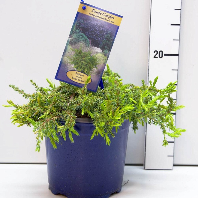 Можжевельник (Juniperus) обыкн.Грин Карпет (KV) d15 h22-25 6шт