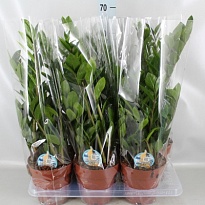 Замиокулькас d14 h60 7шт