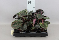 Калатея Розео Пикта мини d6 h15 12шт