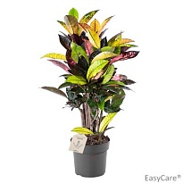 Кодиеум Исетон вертак d17 h60 6шт