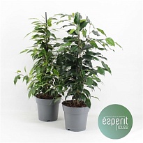 Фикус Бенджамина Ройял микс d17 h70 6шт