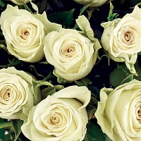 Роза AAA Roses Athena дл.40 10шт