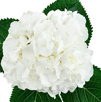 Гидрангея White d22 дл.80 1шт