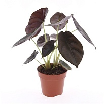 Алоказия Ред Секрет d12 h25 6шт