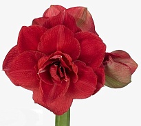Гипеаструм Red Symphonie 1шт