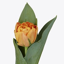 Тюльпан Valdivia 10шт