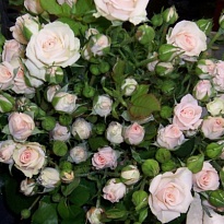 Роза кустовая Jana дл.60 10шт