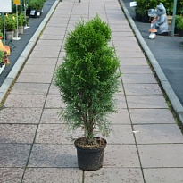 Туя (Thuja) западная Смарагд 4л h80-100 1шт