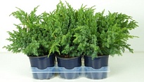 Можжевельник (Juniperus) чешуйчатый Блю Сведе (KV) d15 h35-40 6шт