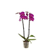 Орхидея Фален. Миднайт Рамблер 2ст d12 h55 7шт