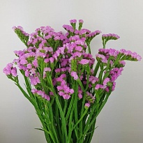 Статица Dyna Rose 5шт