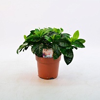 Гардения d13 h25 8шт