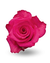 Роза Green Gold Del C- Linda Vi Pink дл.50 25шт