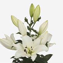 Лилия or. Lowland 4/5+ 10шт