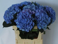 Гортензия Elbtal Blauw дл.80 d21 1шт