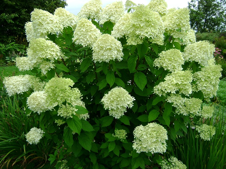Гортензия (Hydrangea) метельчатая Лаймлайт 5л h80-90 1шт