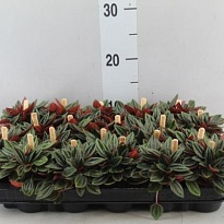 Пеперомия Россо d5 h10 20шт