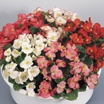Бегония микс (СГ) d13 h30 1шт